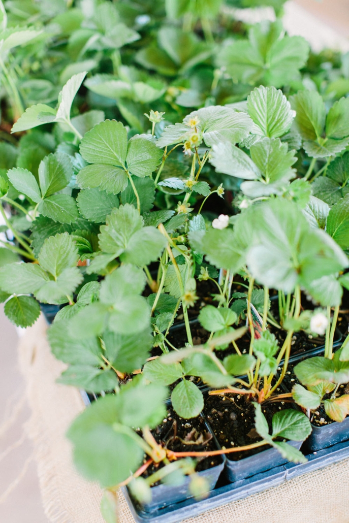 closeup of green leaves
